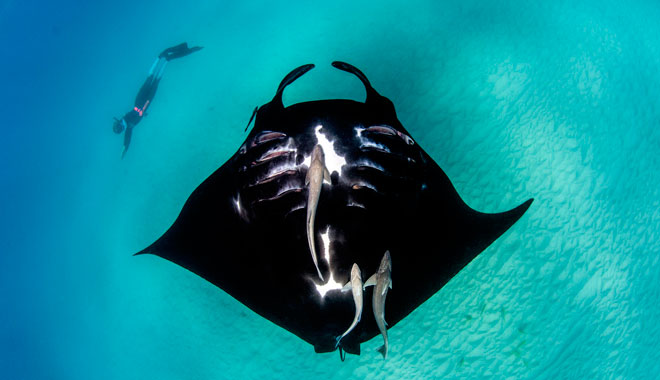 Autopia   Coral Bay Manta Rays migration media taken 2015 Credits Australias Coral Coast