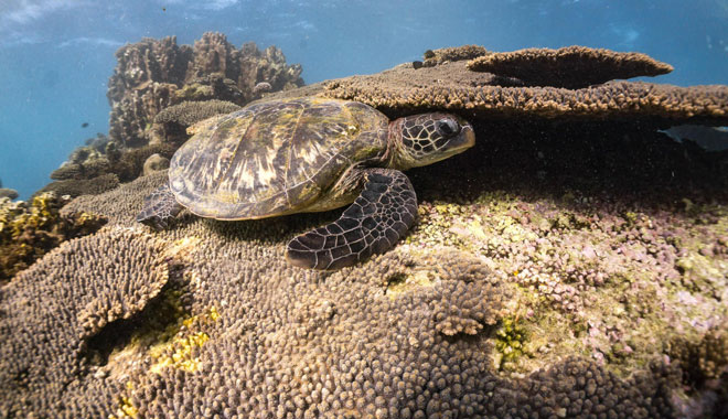 Autopia   Swimming with Turtles on the Ningaloo Reef