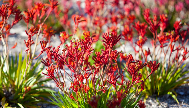 Autopia   Wildflowers   PP Credits Australias Coral Coast Paul Pichugin