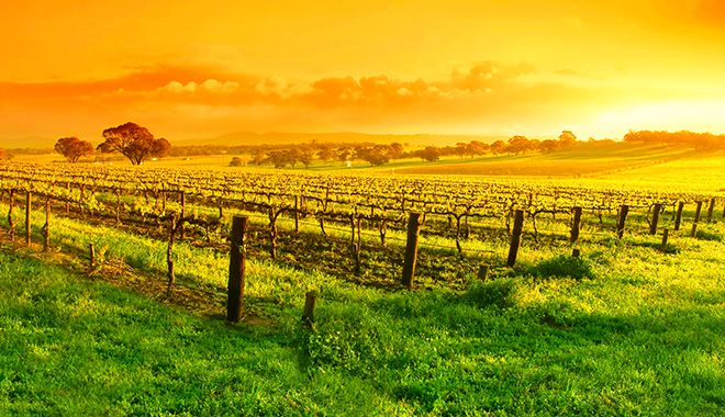 Barossa Valley 1