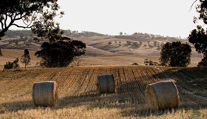 Barossa Valley 10
