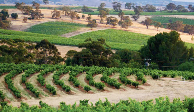 Barossa Valley 16