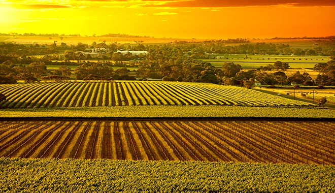 Barossa Valley 2