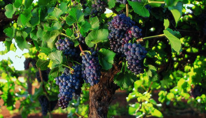 Barossa Valley 7