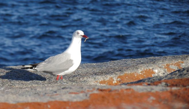 Bay of fire 4