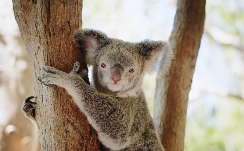 Billabong Sanctuary 01 Koala 800x497