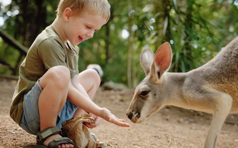 Billabong Sanctuary 02 Kangaroo Feeding 800x497
