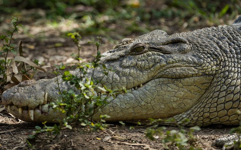 Billabong Sanctuary 03 Crocodile 800x497