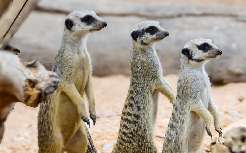 Billabong Sanctuary 05 Meerkats 800x497