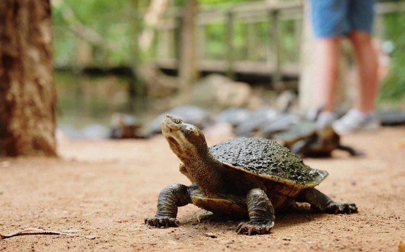 Billabong Sanctuary 06 Turtle 800x497