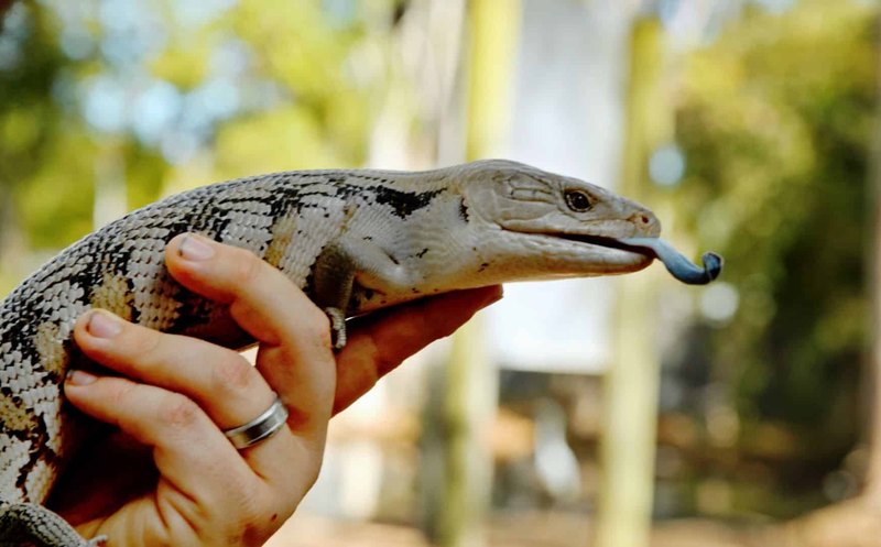Billabong Sanctuary 08 Lizard 800x497