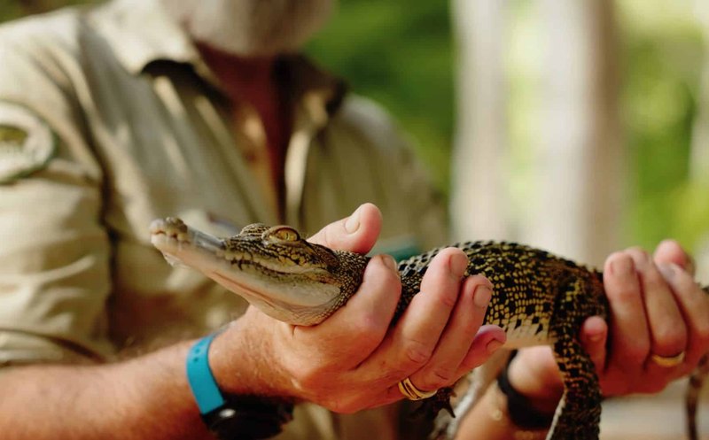 Billabong Sanctuary 09 Baby Crocodile 800x497