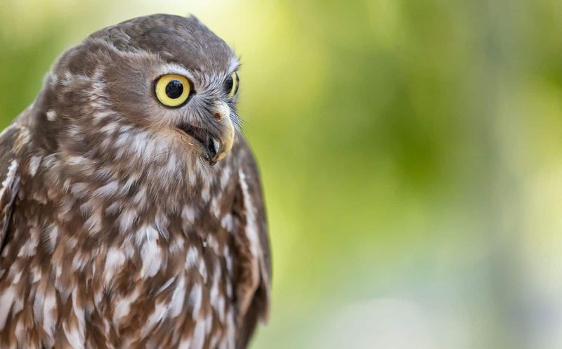 Billabong Sanctuary 10 Owl 800x497