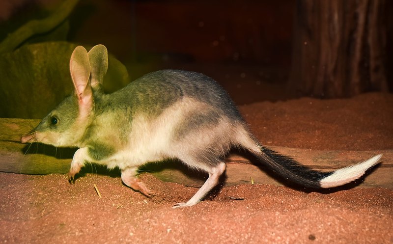 Billabong Sanctuary 11 Bilby 800x497