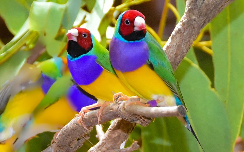 Billabong Sanctuary 12 Gouldian Finches 800x497
