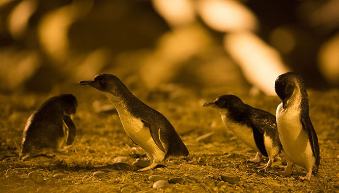 Blue Penguin Oamaru 14