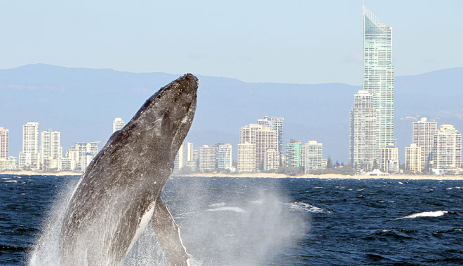 Boattime Yacht Charters Whales 001
