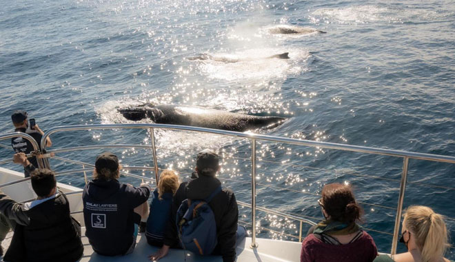 Boattime Yacht Charters Whales 002