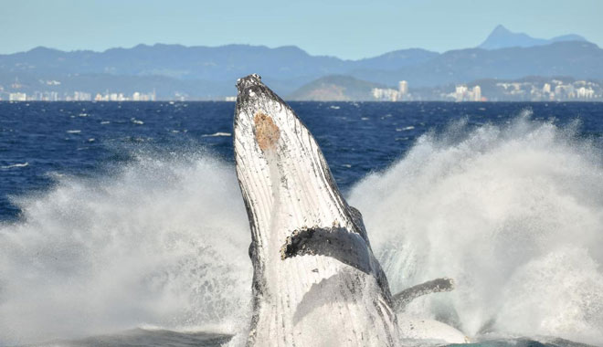 Boattime Yacht Charters Whales 004