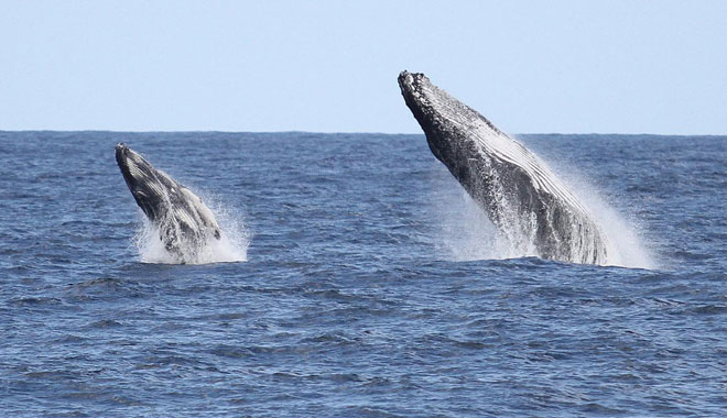 Boattime Yacht Charters Whales 008