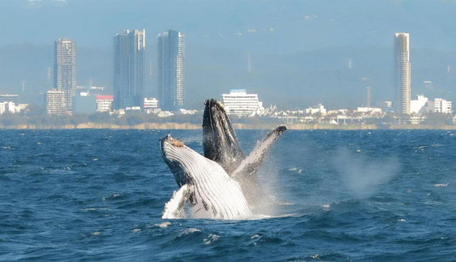 Boattime Yacht Charters Whales 009