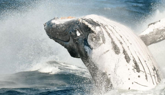Boattime Yacht Charters Whales 015