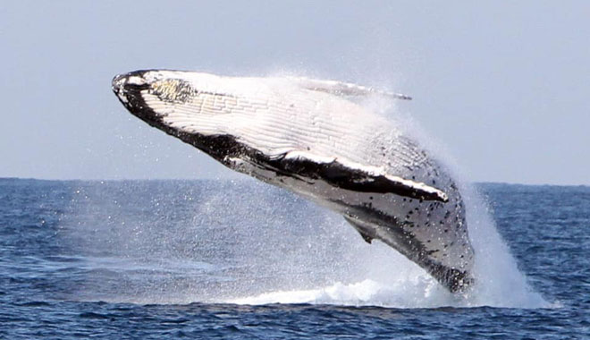 Boattime Yacht Charters Whales 017