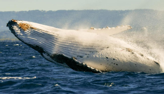 Boattime Yacht Charters Whales 027