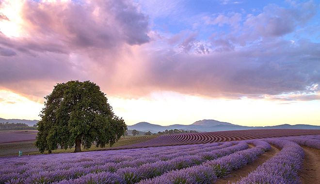 Bridestowe Lavender Farm 2
