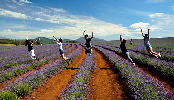 Bridestowe Lavender Farm 3