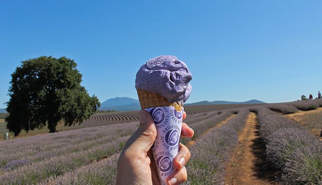 Bridestowe Lavender Farm 4
