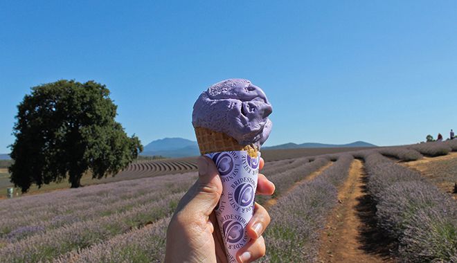 Bridestowe Lavender Farm 9