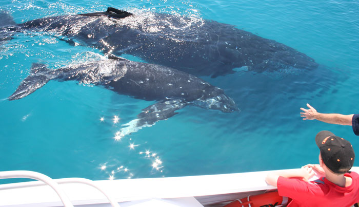 Brisbane Whale Watching Experience 02 WEB