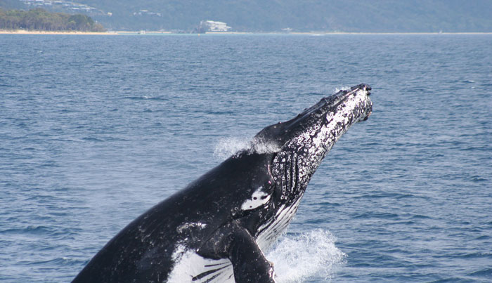 Brisbane Whale Watching Experience 03