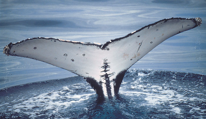 Brisbane Whale Watching Experience 06