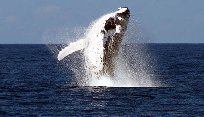 Brisbane Whale Watching Experience 09