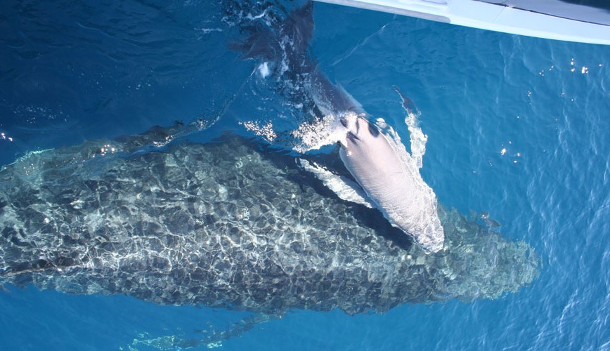 Brisbane Whale Watching Experience 10