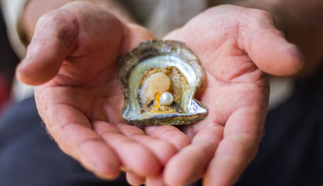 Broken Bay Pearl Farm  002