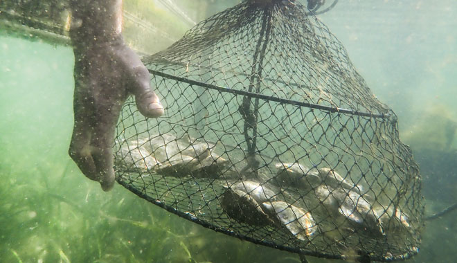 Broken Bay Pearl Farm 18