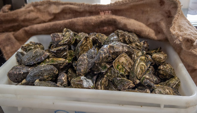 Broken Bay Pearl Farm 55