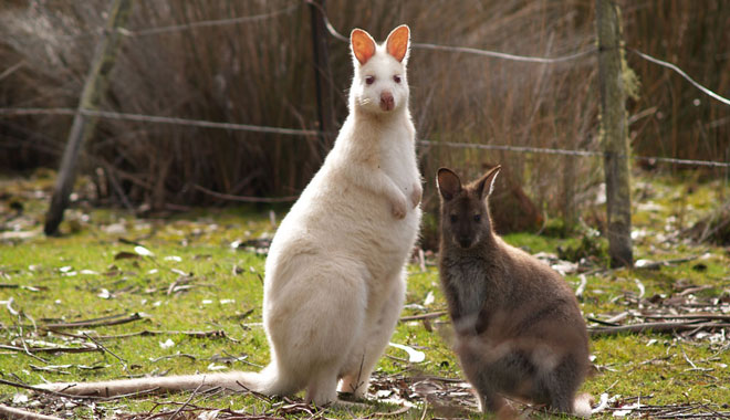Bruny Island Safari 001