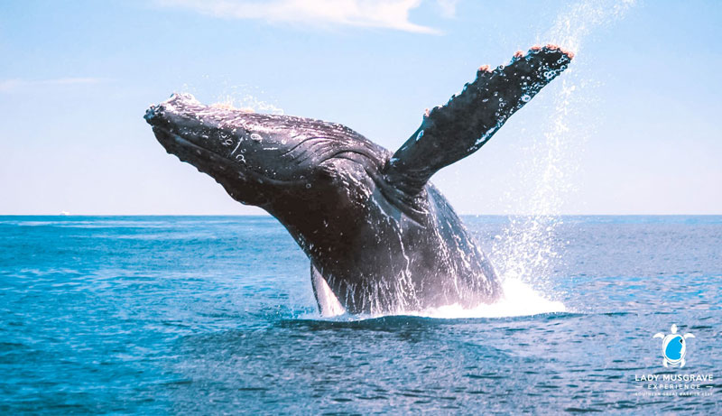 Bundaberg Whale Cruise 001