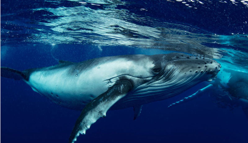 Bundaberg Whale Cruise 002