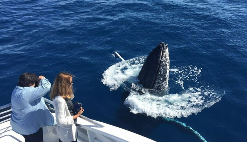 Bundaberg Whale Cruise 003