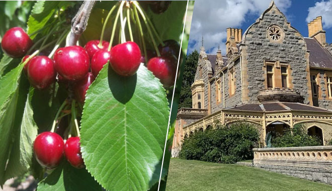 CHERRY CASTLE SYD 2 DAYS