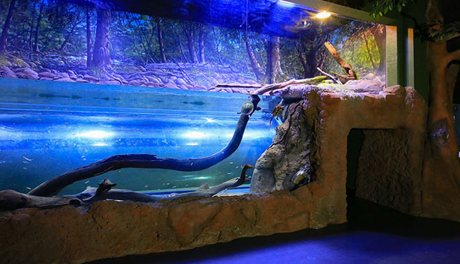 Cairns Aquarium 11