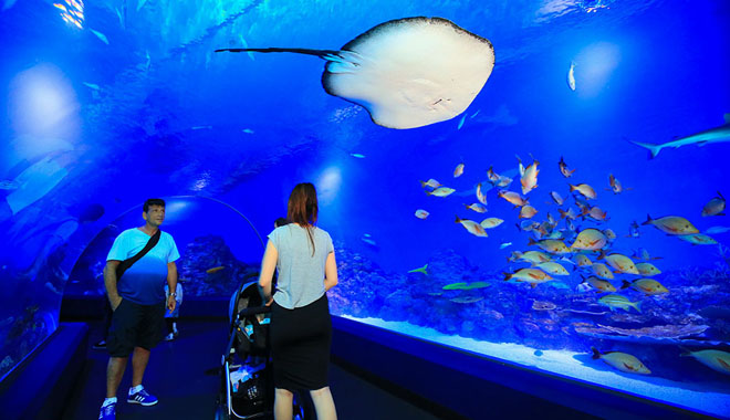 Cairns Aquarium 2
