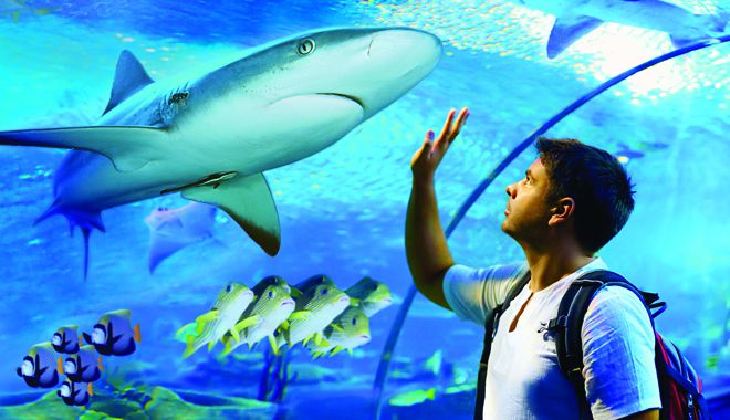 Cairns Aquarium 4