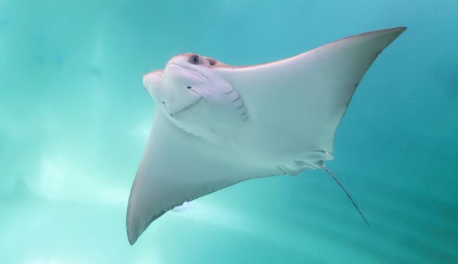 Cairns Aquarium 6