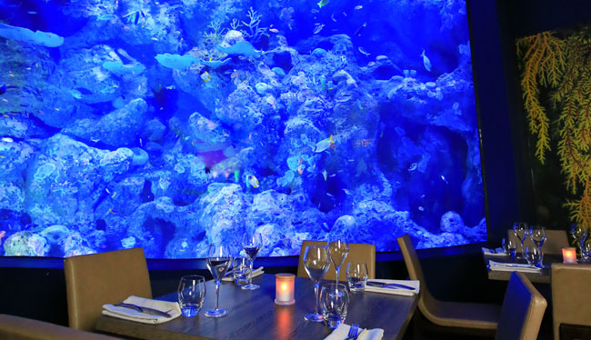 Cairns Aquarium Twilight Dinner & Night Tour